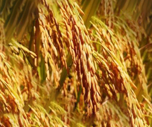 广东台山水稻示范基地