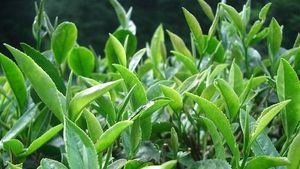 江西柏阳公司红茶基地