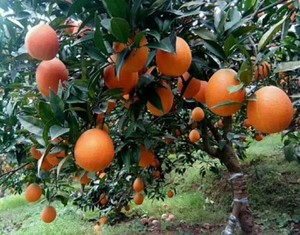 赣南脐橙种植基地