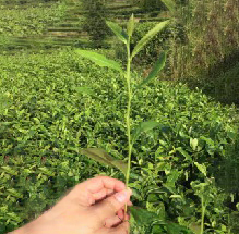 江西遂川绿茶基地