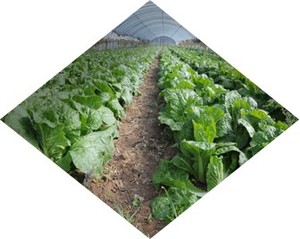 江西玉丰蔬菜种植基地