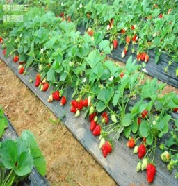 山东烟台草莓基地